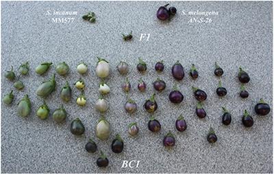 Development and Genetic Characterization of Advanced Backcross Materials and An Introgression Line Population of Solanum incanum in a S. melongena Background